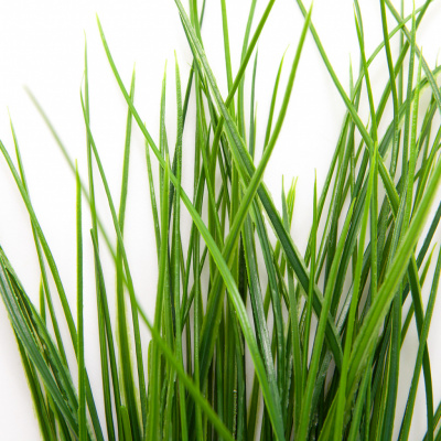Трава искусственная -4, шт  (осока 50 см/8 см  7 листов)				 - купить в Альметьевске. Цена: 130.73 руб.