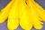 Декоративный Пучок из перьев, перо 23см/желтый - купить в Альметьевске. Цена: 12.19 руб.